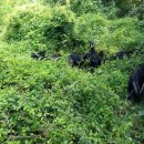 안성흑염소농장 이미지