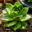 엘도라도 이미지