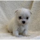 도그마루 천안지점 이미지