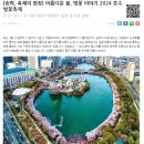 ﻿2024년 전국 벚꽃 개화시기, 벚꽃 축제일정, 벚꽃지도 이미지