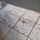 테라스힐 | [인천 송도] 비둘기퇴치 현장, 힐스테이트 더 테라스 고층 테라스 작업후기~!