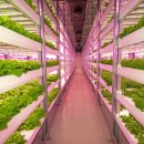 스마트팜 이미지