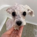 바르다펫 대전점 이미지