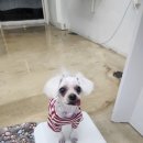 포근포근 | 신길동 애견미용 스트레스 최소화하며 미용해주는 포근포근 후기