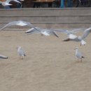 자유롭게저하늘에 이미지