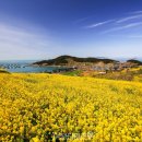 상서가스 - 화천군 산양길 98-22 | "매년 4월이면 인기 폭발입니다" 섬 전체가 유채꽃으로 뒤덮이는 봄 여행지