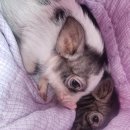 피그월드 이미지