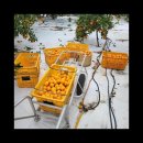 다미 농장 이미지