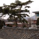 자하 이미지