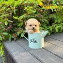 블리독(동대문장안점) 이미지