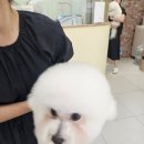 퍼피돌 이미지