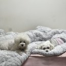 천안당 호두과자 풍세IC점 이미지