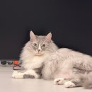 13살 어른이 고양이 사료 고민, 퓨리나 프로플랜 성묘용 건식·습식 급여 후기