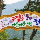 정읍 구절초 축제 이미지