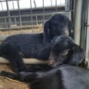 매화골농장 이미지