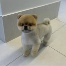 고려 애견 미용실 이미지