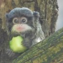Emperor Tamarin 이미지