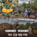 감귤박물관 위 | 제주 감귤체험 카페 제주도 귤따기체험 서귀포 놀거리