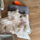 거울보는 강아지 | [ 강아지 일상 | 2026년 1월 ] 새로운 환경에서의 새해