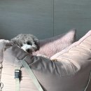 하루멍멍 이미지