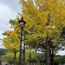 통일전 | [경주]은행나무명소 추천 :: 통일전/운곡서원 :: (24.11.02 실시간 방문 후기)