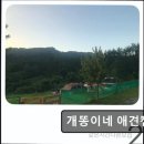 개똥이네캠핑장 | ＊강원도추천캠핑장＊ 개똥이네 애견캠핑장 반려견과 함께 조용한 자연 쉼터