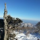 산에나무 이미지