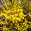 개나리공인중개사 이미지