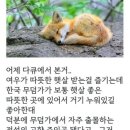 여우가 악역인 이유 이미지