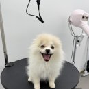 멍티움 이미지