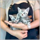 해피애견타운 강아지고양이 포항점&현살롱드펫(남구) 이미지