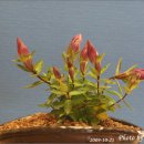 우리화원 이미지