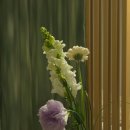 모어그린 | [파주 꽃집] 문발동 모어그린 후기