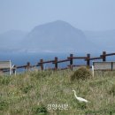 제주초록섬 이미지
