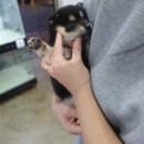 더펫 중리직영점 네이버블로그