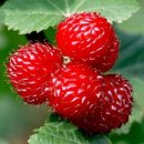 산딸기 - 김해시 번화1로68번길 19 | 산딸기