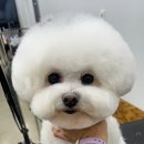 하이독애견미용학원