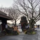 상창리-2 | 제주도 겨울여행 필수 코스｜동백꽃 명소 카멜리아힐 1월 방문 솔직 후기