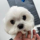 멍그라미 이미지