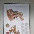 벨톤보청기 성남지사 이미지