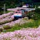 하동북천코스모스메밀꽃 영농조합법인 이미지