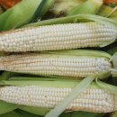 (주)미백 이미지