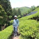 대한다원 이미지