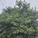 이평 3리 이미지