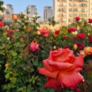 서울 일원본-110 내손안에서울