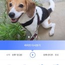 꿈이랑펫 | 와요wayo 펫시터 앱 내돈내산 후기 강아지 산책 펫시터 비용