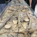 황금알 농장 이미지