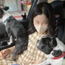 청키딩키 | 영통구애견수제간식 전문점 : 청키딩키에서 강아지컵케이크 구매 후기