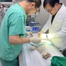 순천시 반려유기동물 공공진료소 아이뉴스24