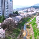 아산로 Daum카페